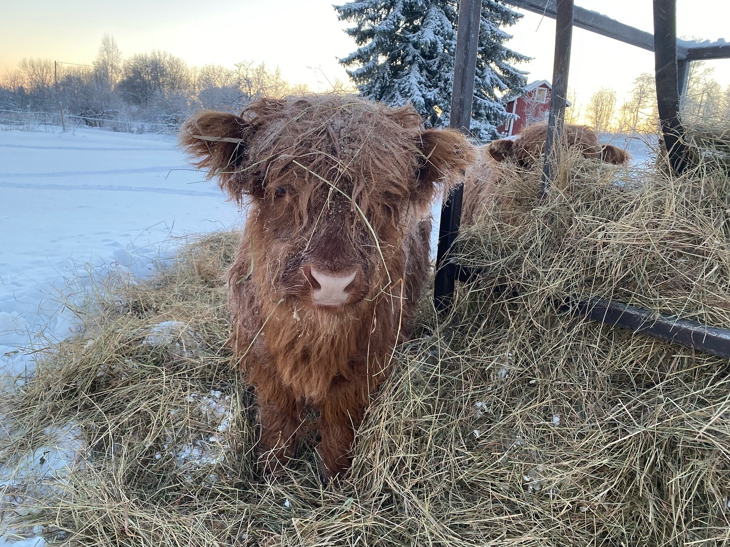 tired disheveled cow Blank Meme Template