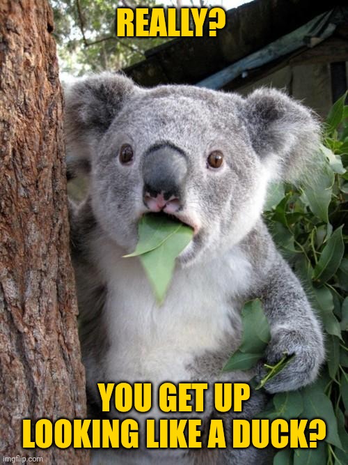 Surprised Koala Meme | REALLY? YOU GET UP LOOKING LIKE A DUCK? | image tagged in memes,surprised koala | made w/ Imgflip meme maker