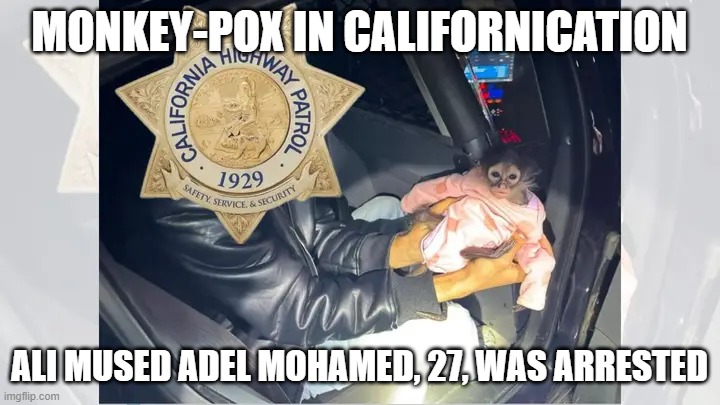 1 month old Spider Monkey. So we have a Pedophile, Pervert, and Beastiality Crime | MONKEY-POX IN CALIFORNICATION; ALI MUSED ADEL MOHAMED, 27, WAS ARRESTED | image tagged in monkey-pox in californication | made w/ Imgflip meme maker