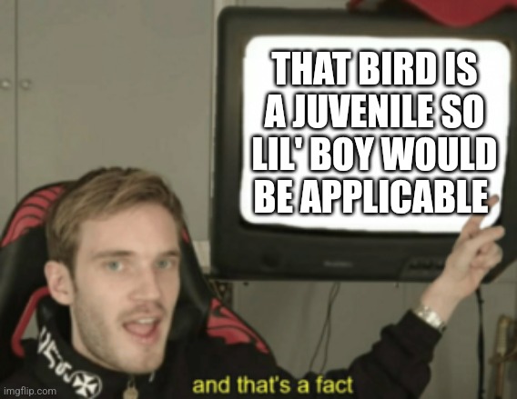 and that's a fact | THAT BIRD IS A JUVENILE SO LIL' BOY WOULD BE APPLICABLE | image tagged in and that's a fact | made w/ Imgflip meme maker
