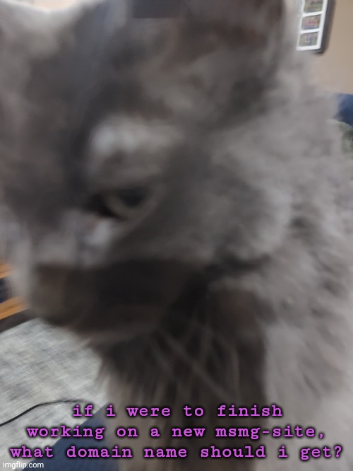 32's Cat | if i were to finish working on a new msmg-site, what domain name should i get? | image tagged in 32's cat | made w/ Imgflip meme maker