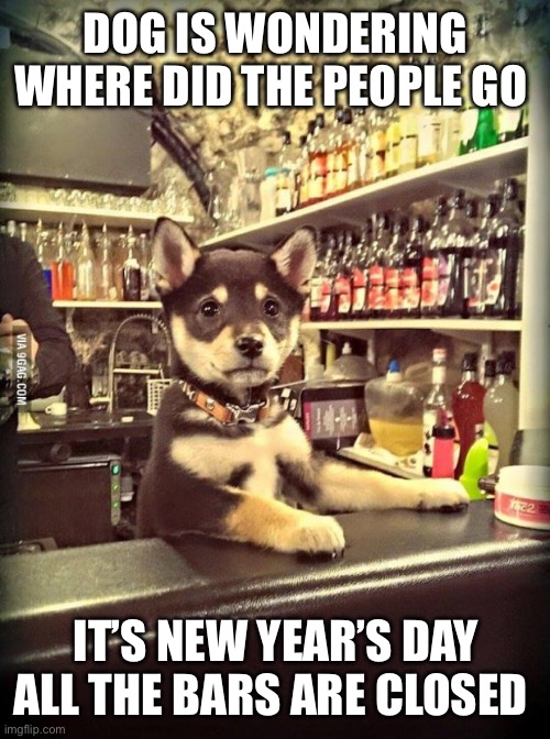 Bartender Puppy | DOG IS WONDERING WHERE DID THE PEOPLE GO; IT’S NEW YEAR’S DAY ALL THE BARS ARE CLOSED | image tagged in bartender puppy | made w/ Imgflip meme maker