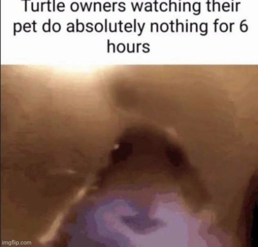 Turtle | image tagged in turtles,turtle,reposts,repost,memes,pet | made w/ Imgflip meme maker