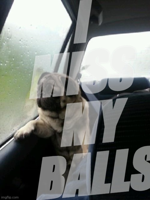 Introspective Pug | I
MISS 
MY
BALLS | image tagged in introspective pug | made w/ Imgflip meme maker