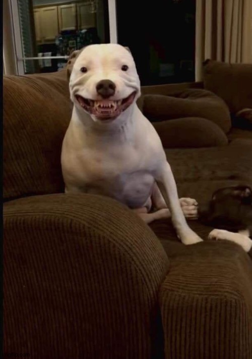 Pitbull smiling | image tagged in pitbull smiling | made w/ Imgflip meme maker