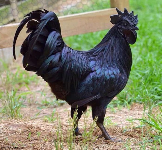 Big black chicken | image tagged in big black chicken | made w/ Imgflip meme maker