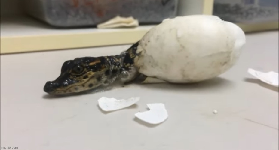 Alligator egg hatching | made w/ Imgflip meme maker