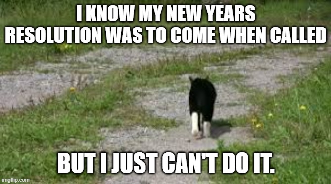 memes by Brad - Cats New Years resoolution was to come when called - humor - | I KNOW MY NEW YEARS RESOLUTION WAS TO COME WHEN CALLED; BUT I JUST CAN'T DO IT. | image tagged in funny,cats,kittens,new years resolutions,happy new year,humor | made w/ Imgflip meme maker