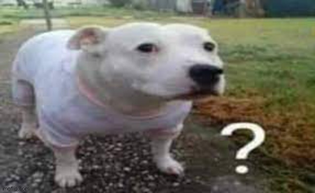 Dog question mark | image tagged in dog question mark | made w/ Imgflip meme maker