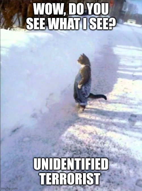 Cat in snow | WOW, DO YOU SEE WHAT I SEE? UNIDENTIFIED TERRORIST | image tagged in cat in snow | made w/ Imgflip meme maker