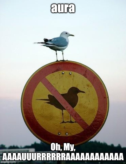 Aura | aura; Oh, My, AAAAUUURRRRRRAAAAAAAAAAAA | image tagged in seagull on top of no seagull sign | made w/ Imgflip meme maker