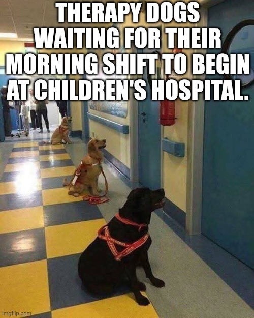 Therapy Dogs Waiting For Their Morning Shift To Begin At Children's Hospital | THERAPY DOGS WAITING FOR THEIR MORNING SHIFT TO BEGIN AT CHILDREN'S HOSPITAL. | image tagged in chris joines | made w/ Imgflip meme maker