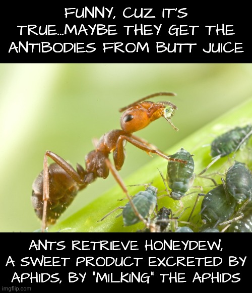 FUNNY, CUZ IT'S TRUE...MAYBE THEY GET THE ANTIBODIES FROM BUTT JUICE ANTS RETRIEVE HONEYDEW, A SWEET PRODUCT EXCRETED BY APHIDS, BY “MILKING | made w/ Imgflip meme maker