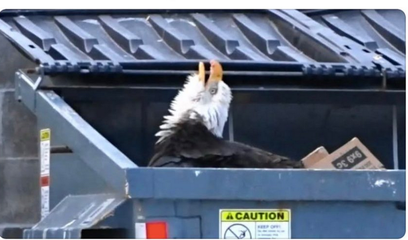 High Quality Eagle in a dumpster Blank Meme Template