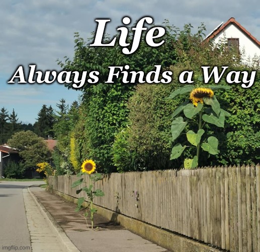 Life finds a way | Life; Always Finds a Way | image tagged in life,sunflowers,hope | made w/ Imgflip meme maker