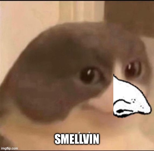 melvin | SMELLVIN | image tagged in melvin | made w/ Imgflip meme maker