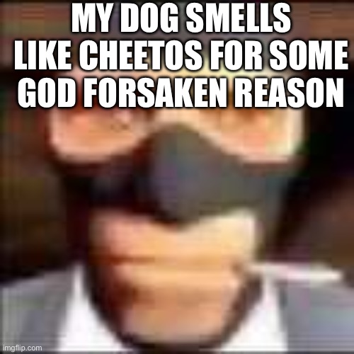 why does my dog smell like cheetos | MY DOG SMELLS LIKE CHEETOS FOR SOME GOD FORSAKEN REASON | image tagged in this is a tag | made w/ Imgflip meme maker