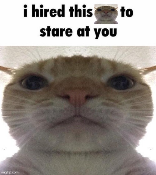 I hired this Fox to stare at you | image tagged in i hired this fox to stare at you | made w/ Imgflip meme maker