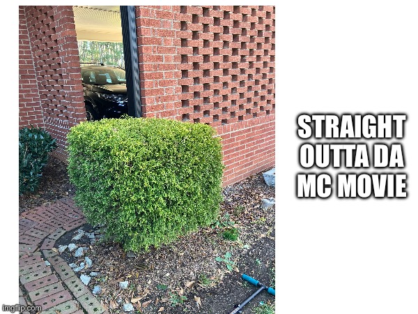 Minecraft Movie Bush IRL | STRAIGHT OUTTA DA MC MOVIE | image tagged in funny,meme,gaming,minecraft,cool | made w/ Imgflip meme maker