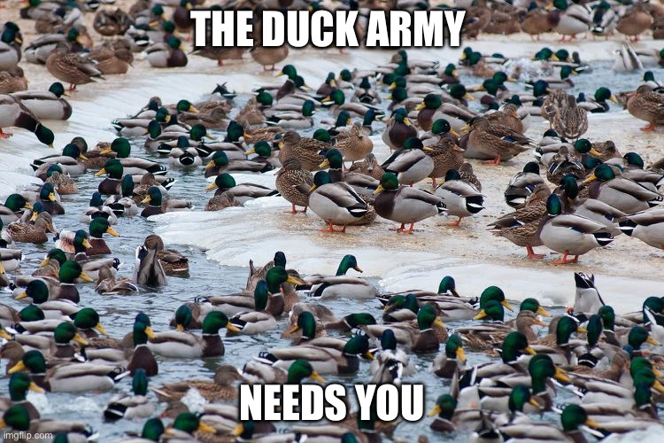 DUCK ARMY!!! | THE DUCK ARMY; NEEDS YOU | image tagged in duck army | made w/ Imgflip meme maker