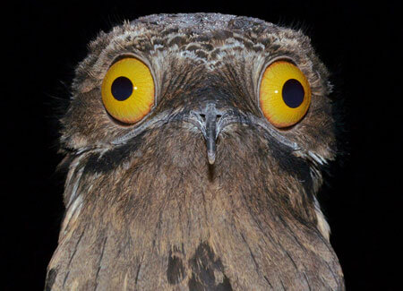 High Quality Traumatized Potoo Blank Meme Template