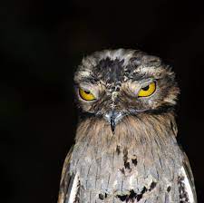 Angry Potoo Blank Meme Template