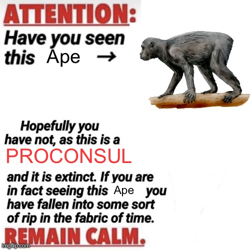 Proconsul | Ape; PROCONSUL; Ape | image tagged in attention have you seen this name | made w/ Imgflip meme maker