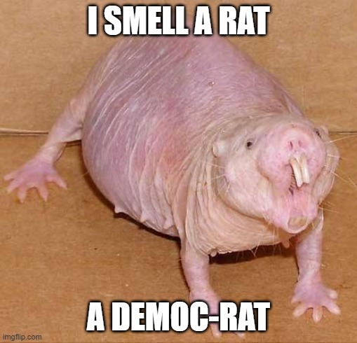 naked mole rat | I SMELL A RAT A DEMOC-RAT | image tagged in naked mole rat | made w/ Imgflip meme maker