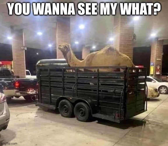 Camel tow | YOU WANNA SEE MY WHAT? | image tagged in camel toe,camel | made w/ Imgflip meme maker