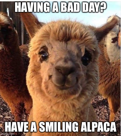 Alpaca | HAVING A BAD DAY? HAVE A SMILING ALPACA | image tagged in alpaca,smiling | made w/ Imgflip meme maker