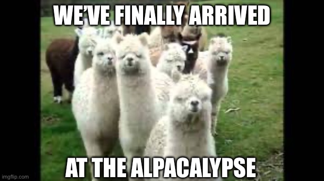 Alpacas | WE’VE FINALLY ARRIVED; AT THE ALPACALYPSE | image tagged in alpaca clique,alpaca | made w/ Imgflip meme maker