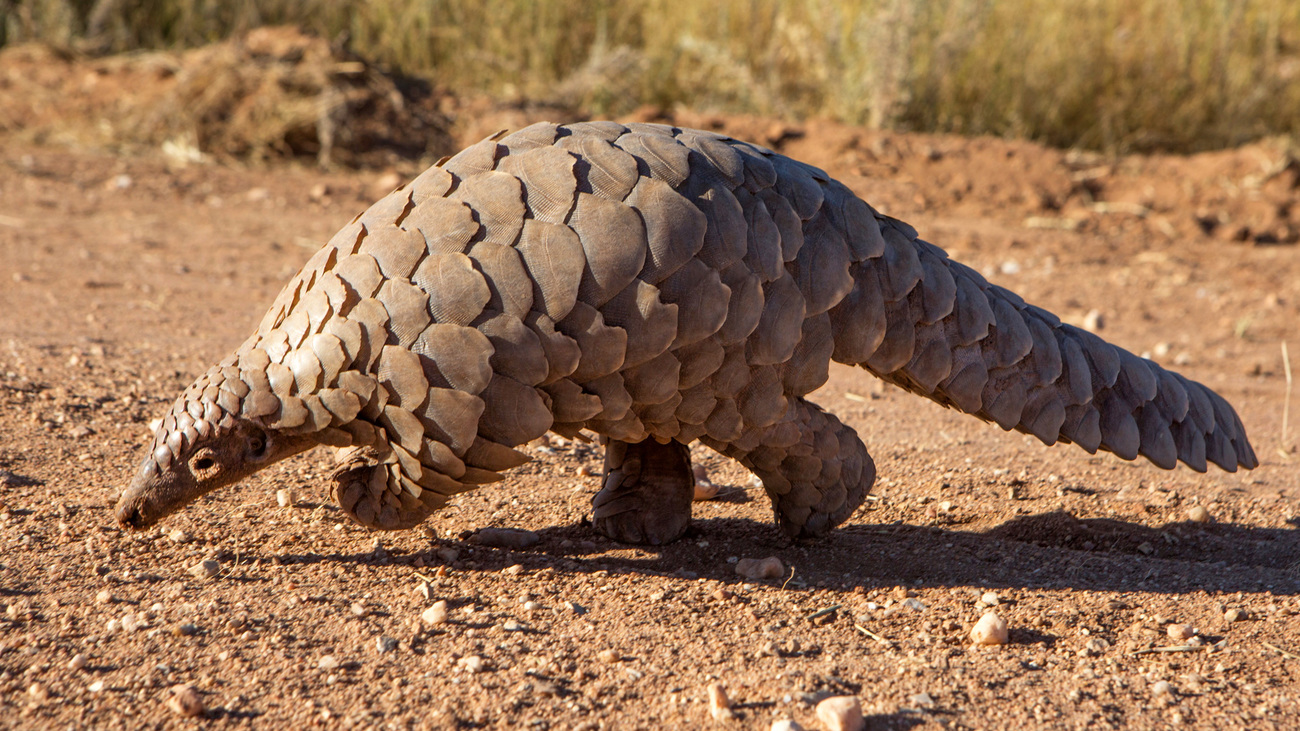 Popular Opinion Pangolin Blank Meme Template