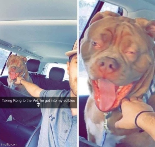 Poor dog gonna be a life long addict | made w/ Imgflip meme maker