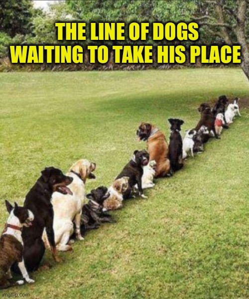 THE LINE OF DOGS
WAITING TO TAKE HIS PLACE | made w/ Imgflip meme maker