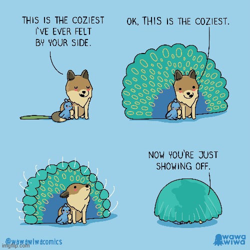 image tagged in peacock,coyote,cozy,feathers,showing off,aww | made w/ Imgflip meme maker