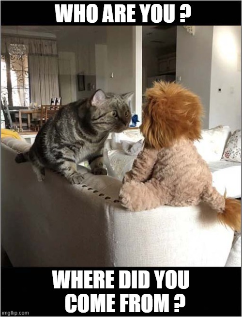 What's This ? | WHO ARE YOU ? WHERE DID YOU
  COME FROM ? | image tagged in cats,stranger,lion,cuddly toy | made w/ Imgflip meme maker