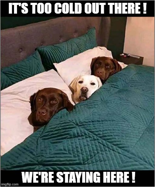 Three In A Nice Warm Bed ! | IT'S TOO COLD OUT THERE ! WE'RE STAYING HERE ! | image tagged in dogs,labrador,bed | made w/ Imgflip meme maker