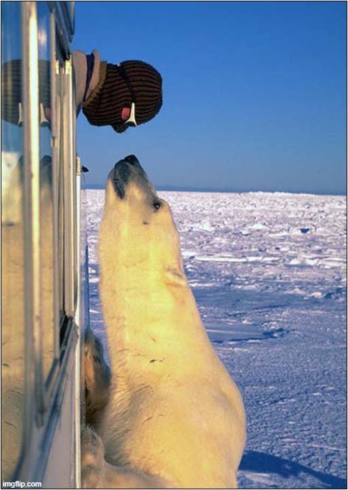 Hello There ! | image tagged in polar bear,hello there | made w/ Imgflip meme maker