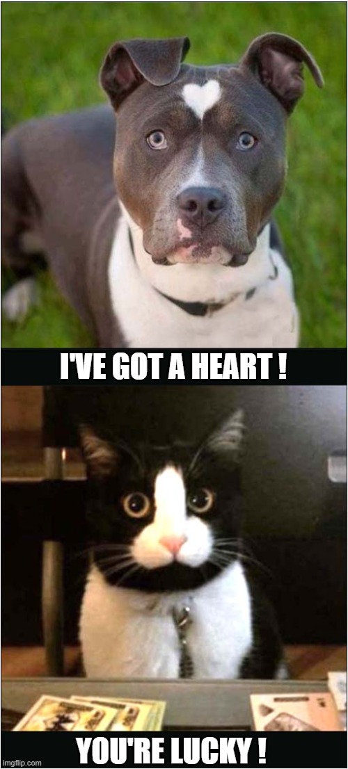 Markings ! | I'VE GOT A HEART ! YOU'RE LUCKY ! | image tagged in dog,cat,markings,dark humour | made w/ Imgflip meme maker