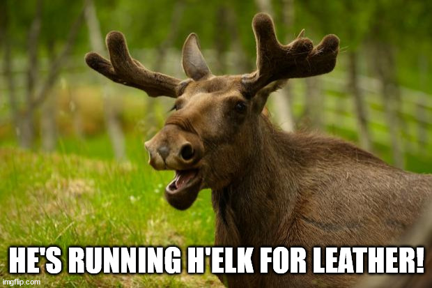 Bad Pun Moose | HE'S RUNNING H'ELK FOR LEATHER! | image tagged in bad pun moose | made w/ Imgflip meme maker