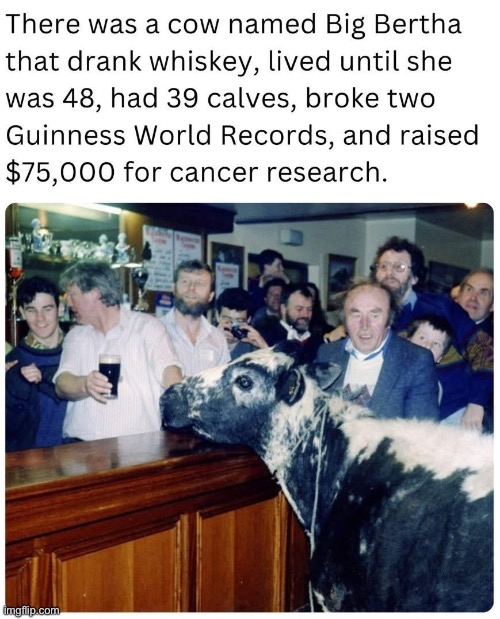 This cow has done more than we would do in a lifetime | made w/ Imgflip meme maker