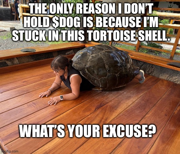 Grandma in a turtle | THE ONLY REASON I DON’T HOLD $DOG IS BECAUSE I’M STUCK IN THIS TORTOISE SHELL. WHAT’S YOUR EXCUSE? | image tagged in tortuela | made w/ Imgflip meme maker