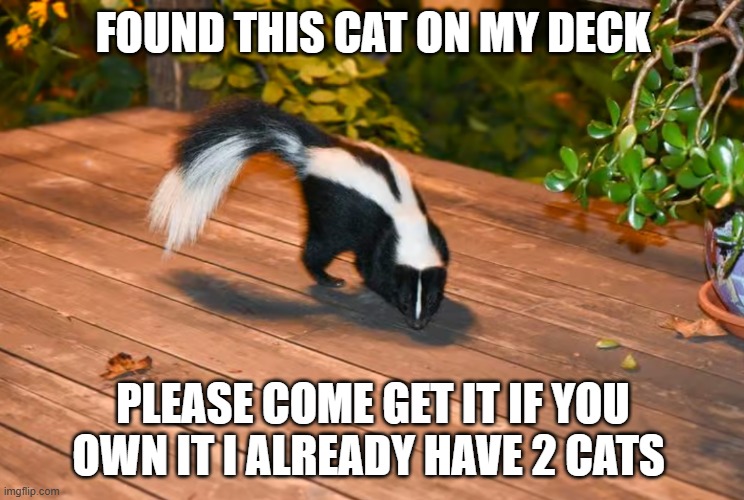 lost cat | FOUND THIS CAT ON MY DECK; PLEASE COME GET IT IF YOU OWN IT I ALREADY HAVE 2 CATS | image tagged in lost cat | made w/ Imgflip meme maker