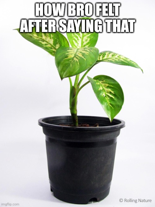 Plant | HOW BRO FELT AFTER SAYING THAT | image tagged in plant | made w/ Imgflip meme maker