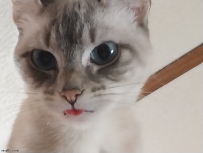 :p.mp3 | image tagged in mocha,cats | made w/ Imgflip meme maker