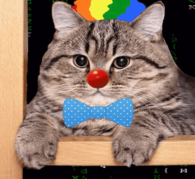 Clown Cat Blank Meme Template