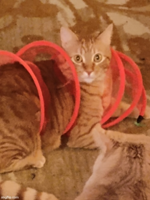 Goose got stuck in the speed coil | made w/ Imgflip meme maker