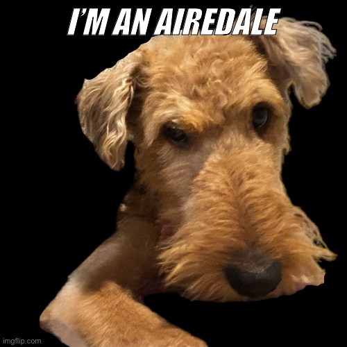 Airedale | I’M AN AIREDALE | image tagged in dog meme | made w/ Imgflip meme maker