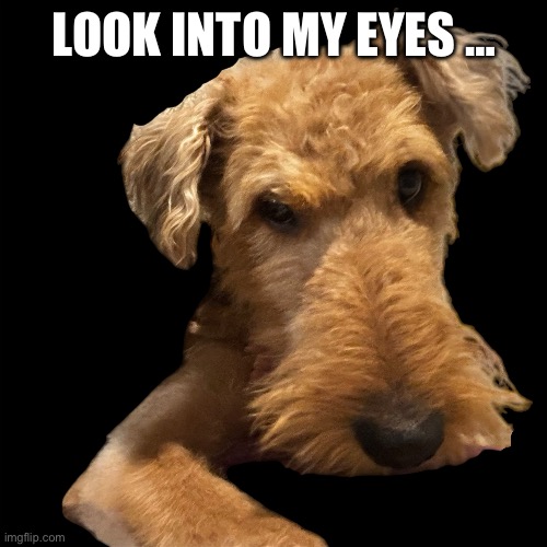 I’m cute | LOOK INTO MY EYES … | image tagged in cute | made w/ Imgflip meme maker