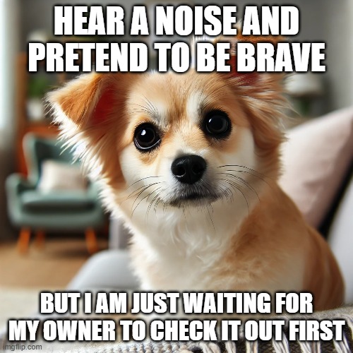 Brilliant Dog | HEAR A NOISE AND PRETEND TO BE BRAVE; BUT I AM JUST WAITING FOR MY OWNER TO CHECK IT OUT FIRST | image tagged in funny dogs | made w/ Imgflip meme maker